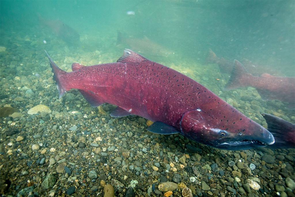 Chinook salmon fish may disappear by 2060 due to rising sea temperature Chinook salmon fish may disappear by 2060 due to rising sea temperature