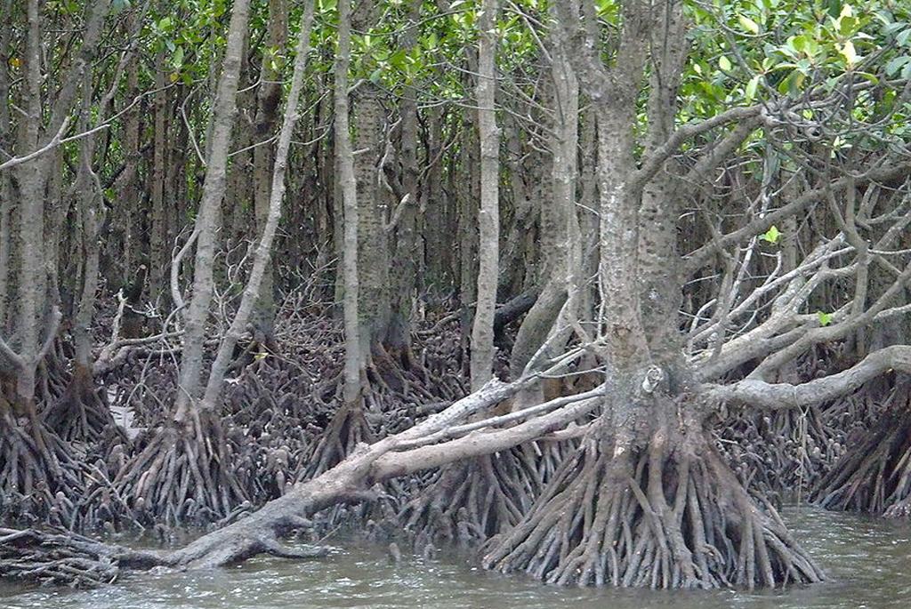 More diverse mangrove forest species store more carbon More diverse mangrove forest species store more carbon