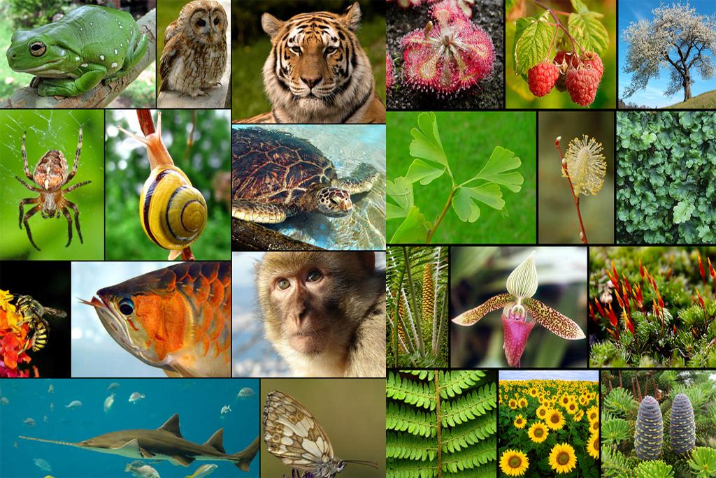 There is a continuous loss of hidden biodiversity within the species: study There is a continuous loss of hidden biodiversity within the species: study