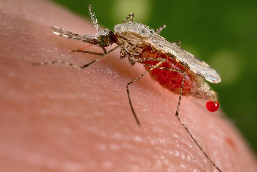Deforestation impacts on rates of malaria infection: study Deforestation impacts on rates of malaria infection: study