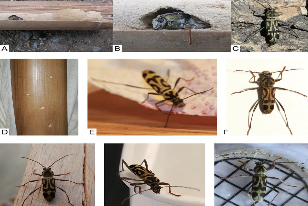 Longhorn beetle invasive species are becoming a challenge for the world Longhorn beetle invasive species are becoming a challenge for the world