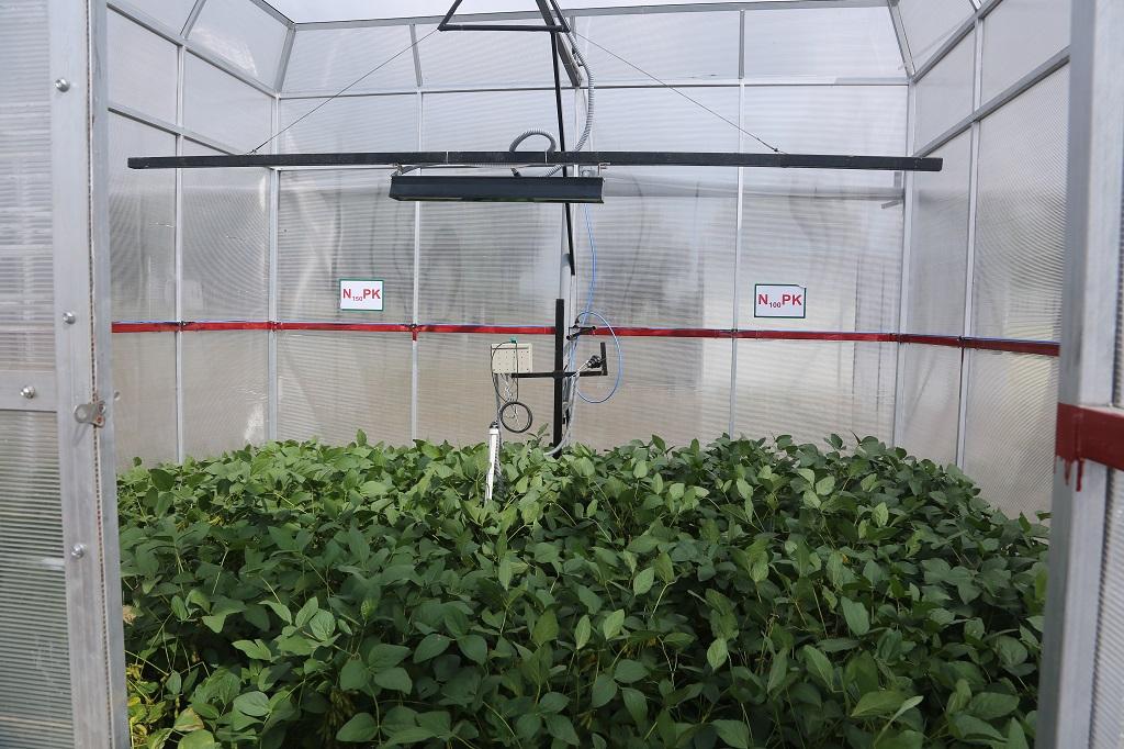 भोपाल स्थित इंडियन इंस्टीटयूट आफ सॉइल साइंस ने सौ साल बाद की कृत्रिम जलवायु में गेहूं और सोयाबीन की फसल पर अध्ययन किया। फोटो: राकेश कुमार मालवीय