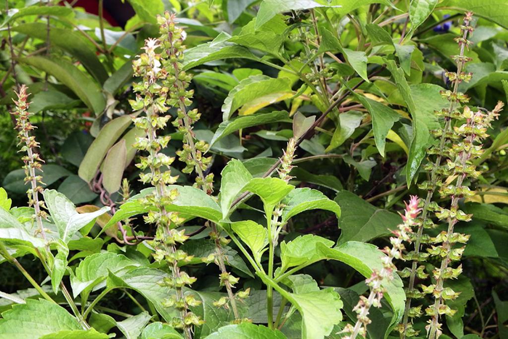 New species of Mint family found in Myanmar 