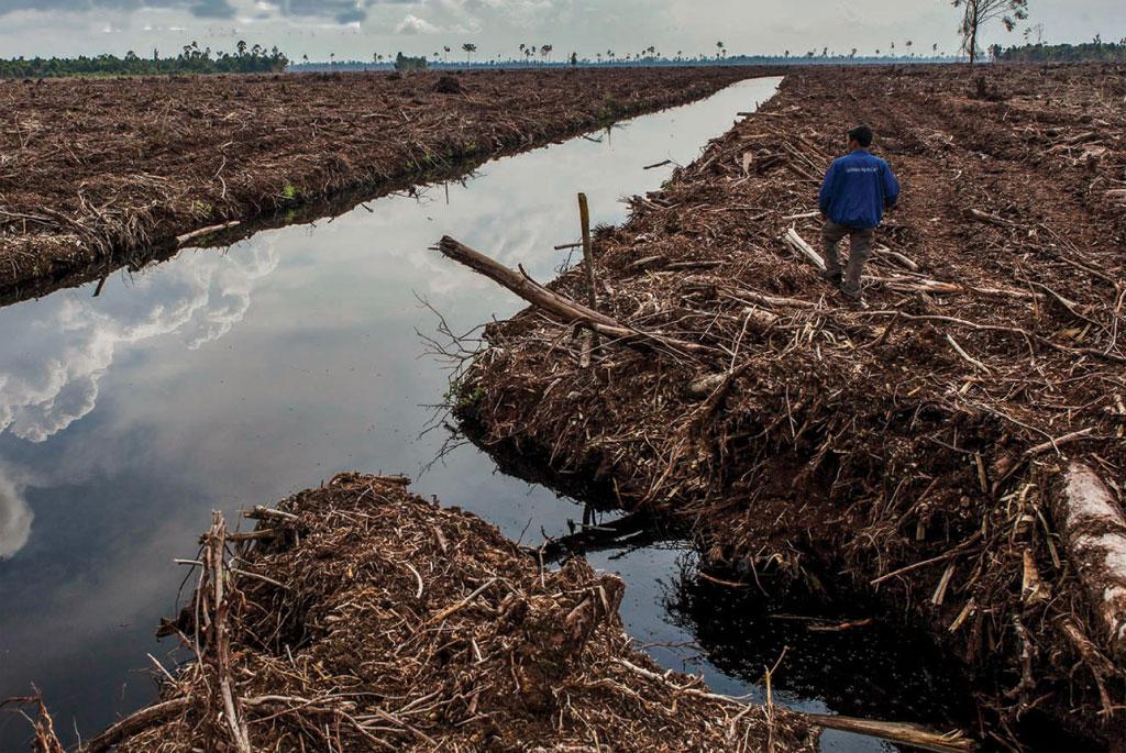 Deforestation, afforestation and water supply are closely related: research Deforestation, afforestation and water supply are closely related: research