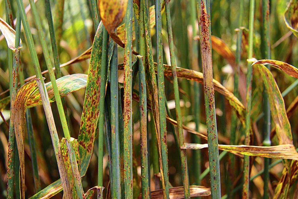Indian scientists have created an app to identify diseases in crops Indian scientists have created an app to identify diseases in crops