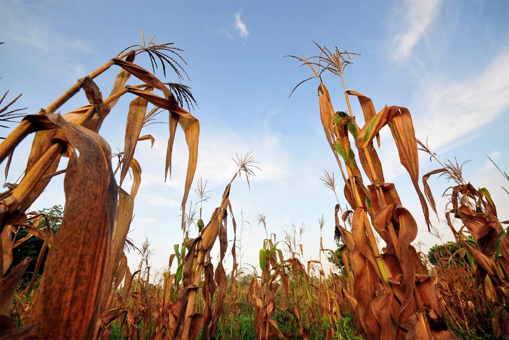 Heat wave can cause 10 times more damage to crops Heat wave can cause 10 times more damage to crops