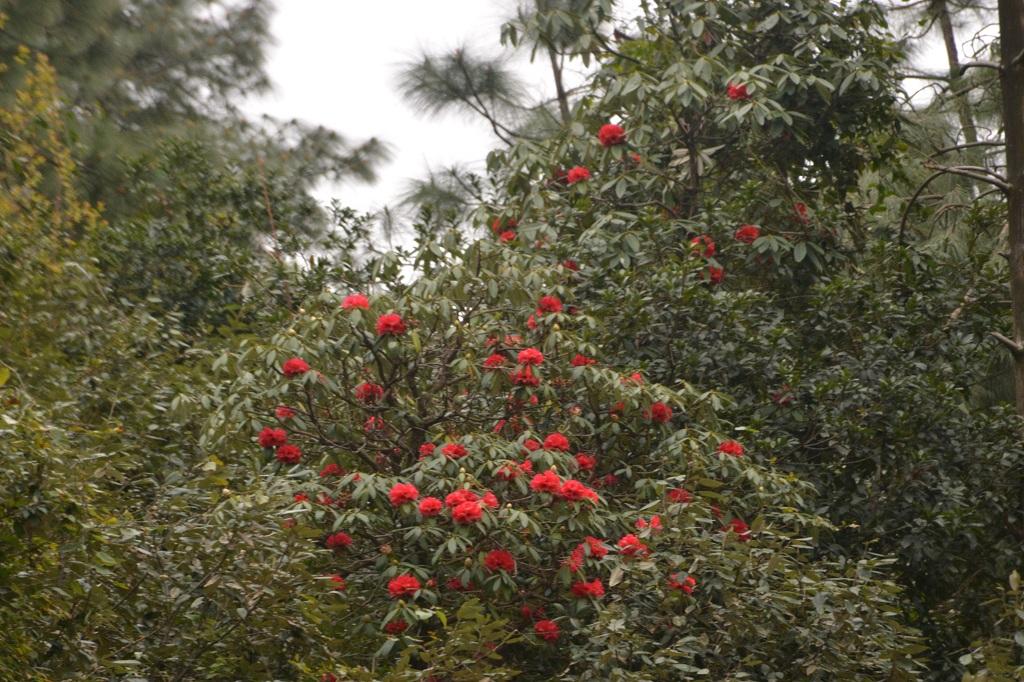 हिमाचल-उत्तराखंड में जनवरी में ही बुरांस खिल गया था। फोटो: रोहित पराशर हिमाचल-उत्तराखंड में जनवरी में ही बुरांस खिल गया था। फोटो: रोहित पराशर