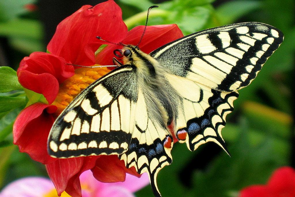 What is biodiversity? Why is it useful for us? What is biodiversity? Why is it useful for us?