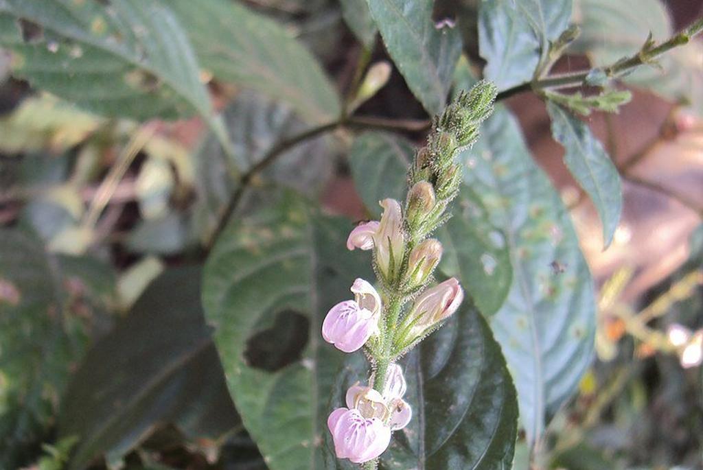 Plant found in the treatment of cancer found in India Plant found in the treatment of cancer found in India