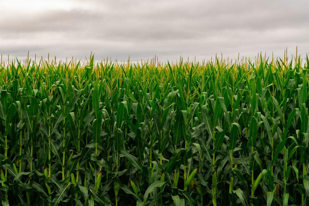 Ozone pollution damages maize crops: study Ozone pollution damages maize crops: study