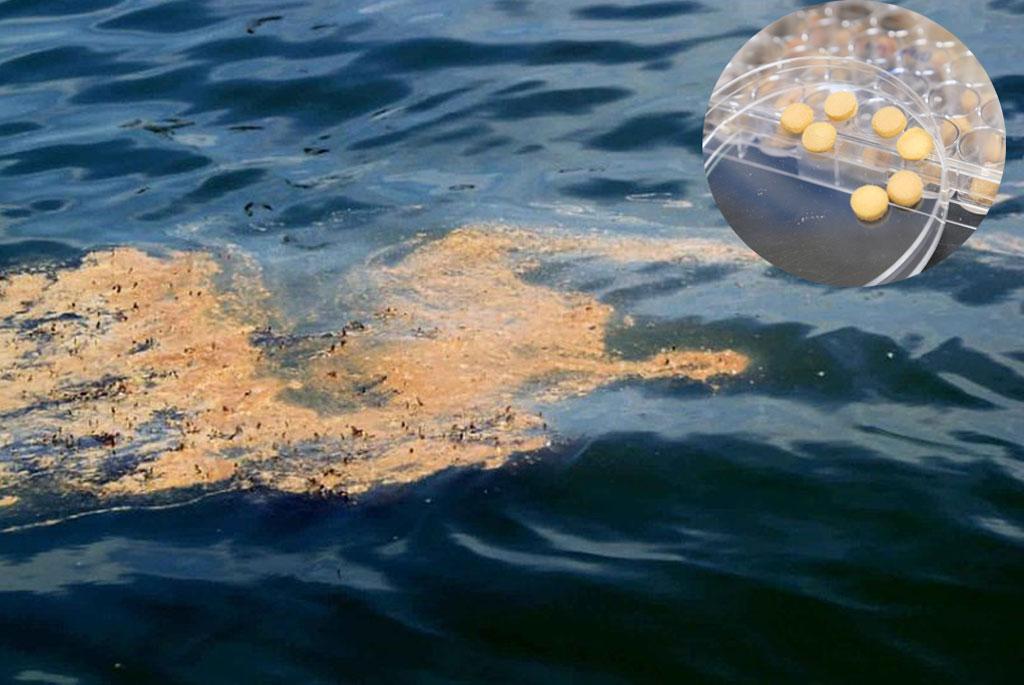 Scientists made environment-friendly sponges to tackle water pollution Scientists made environment-friendly sponges to tackle water pollution
