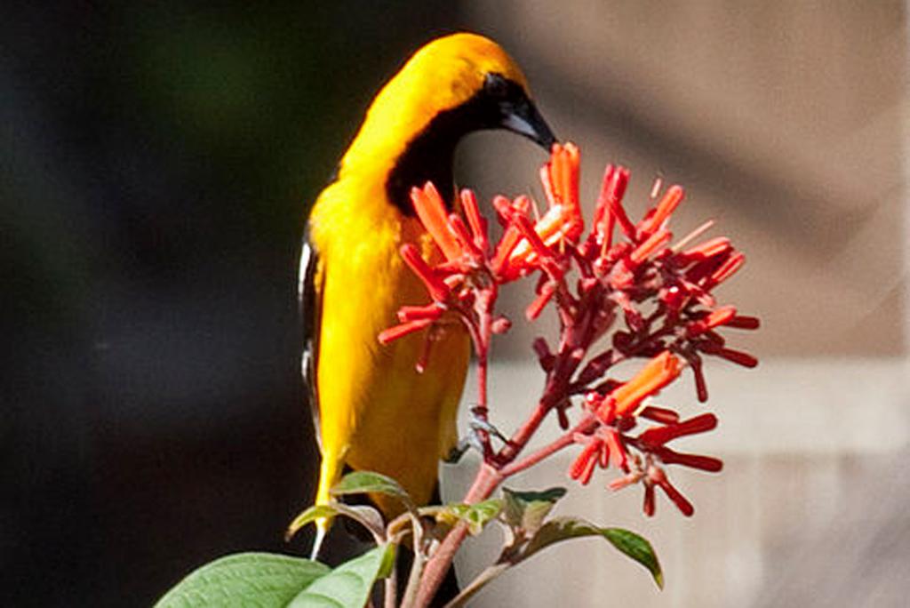 What is the red list of IUCN? Here you will get all the information about it What is the red list of IUCN? Here you will get all the information about it