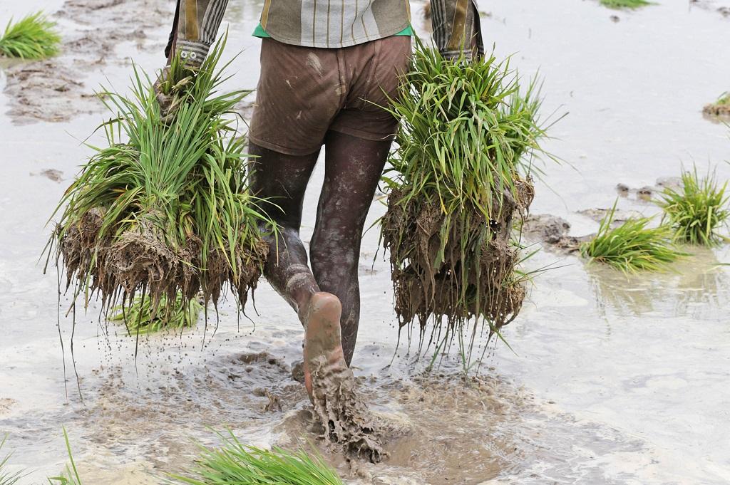 हरियाणा सरकार ने धान का रकबा कम करने के लिए नया कानून लागू किया। फोटो: विकास चौधरी