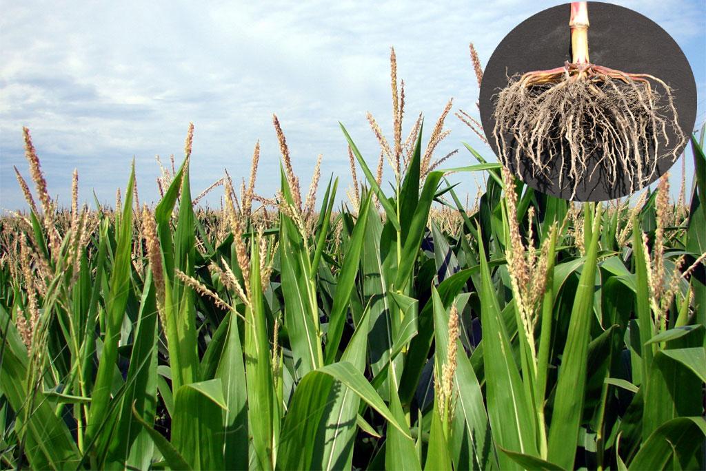 Bacteria themselves produce nitrogen and help plants produce better Bacteria themselves produce nitrogen and help plants produce better