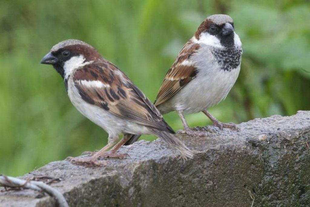 ध्वनि प्रदूषण घरेलू गौरैया के प्रजनन में डाल रहा है खलल ध्वनि प्रदूषण घरेलू गौरैया के प्रजनन में डाल रहा है खलल
