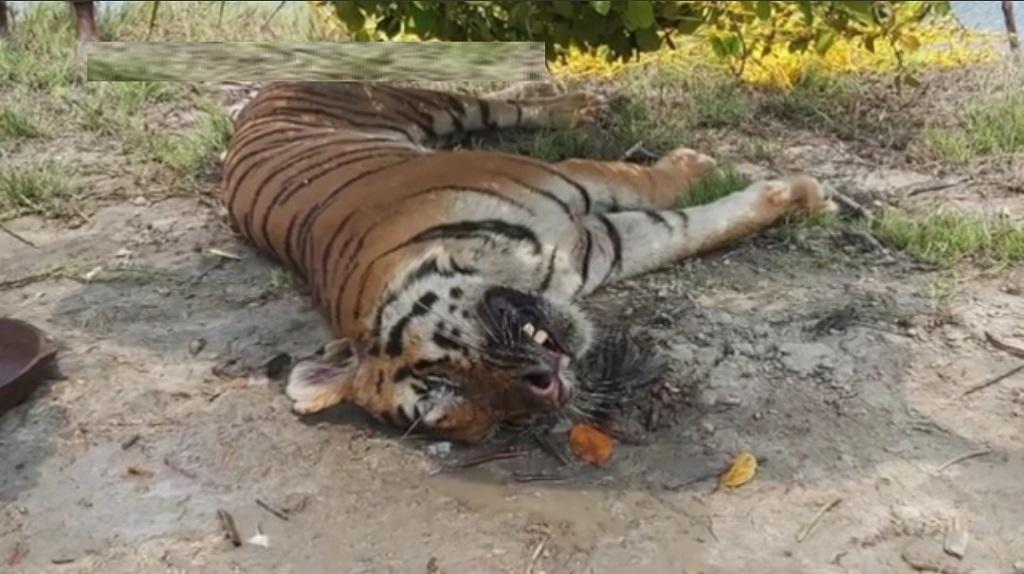 सुंदरवन के हरिखाली क्षेत्र में बेहोश पड़ा बाघ। फोटो: सुंदरवन टाइगर रिजर्व सुंदरवन के हरिखाली क्षेत्र में बेहोश पड़ा बाघ। फोटो: सुंदरवन टाइगर रिजर्व