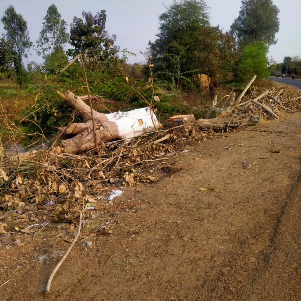 Over 57k hectares of forest land diverted in Odisha, says new report