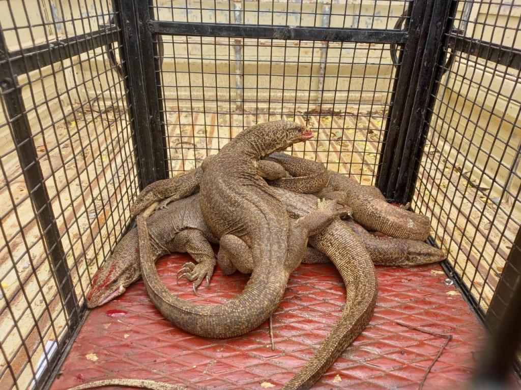 Meet The Monitor Lizards Of India Wildlife SOS 51 OFF