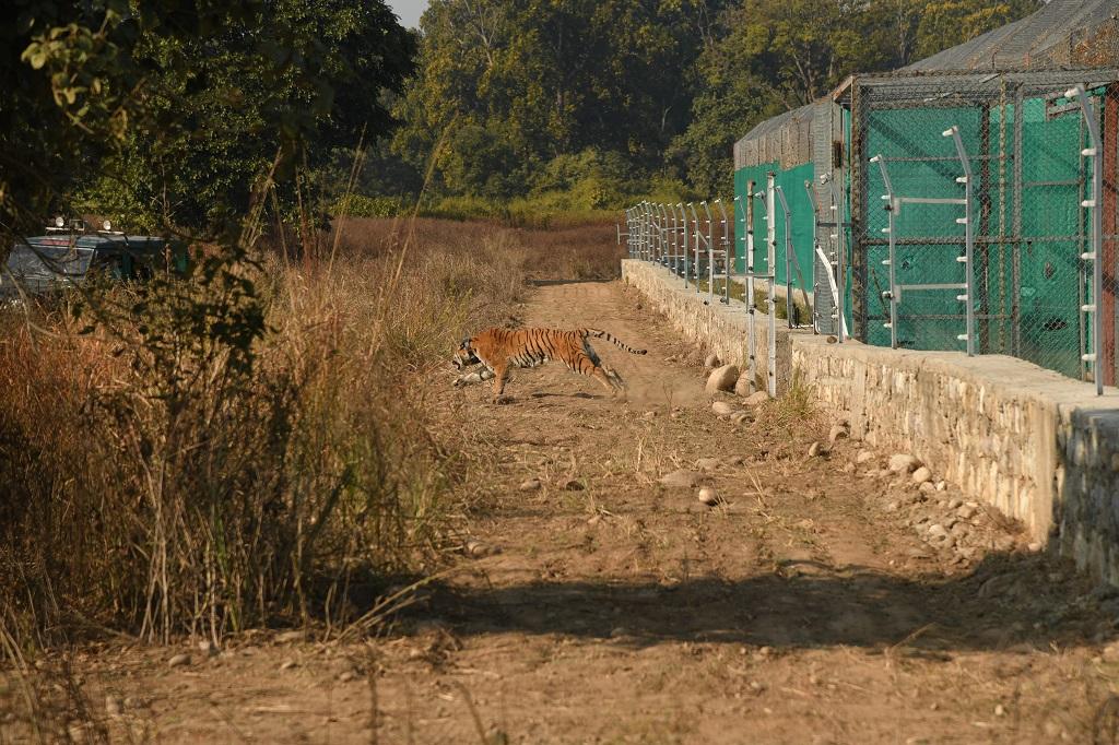 बाड़े से रिहा किया जा रहा बाघ। फोटो: सिद्धांत उमरिया_WWF India बाड़े से रिहा किया जा रहा बाघ। फोटो: सिद्धांत उमरिया_WWF India