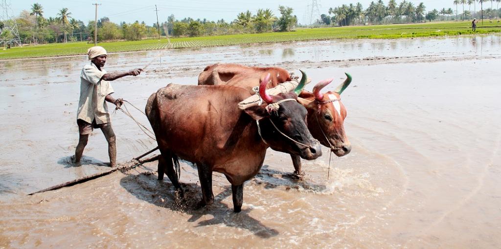 A farmer ploughing his flooded rice field. Photo: Wikipedia A farmer ploughing his flooded rice field. Photo: Wikipedia