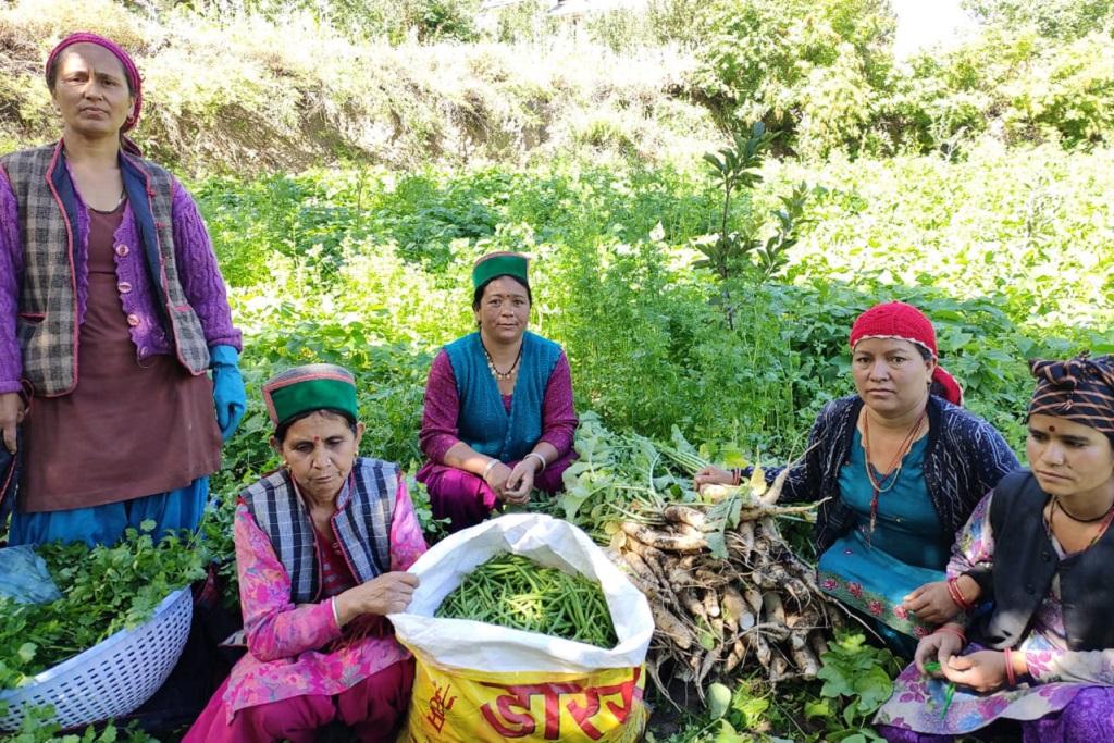 हिमाचल के किन्नौर जिले में प्राकृतिक खेती करने वाली महिला किसान। फोटो : रोहित पराशर हिमाचल के किन्नौर जिले में प्राकृतिक खेती करने वाली महिला किसान। फोटो : रोहित पराशर