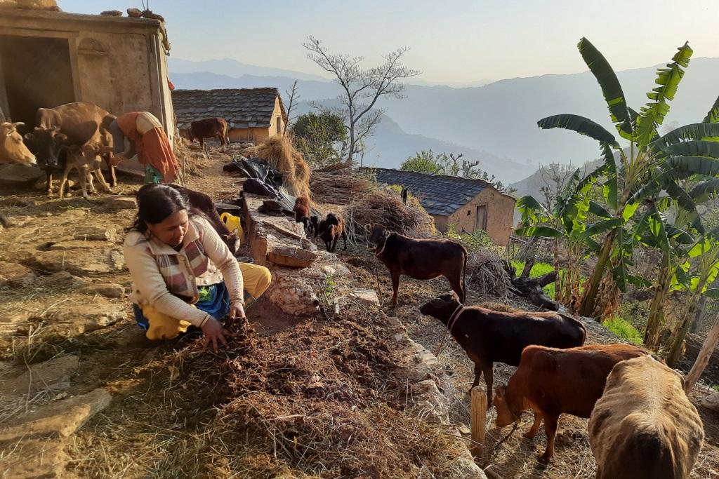 उत्तराखंड में पशुओं के चारे का इंतजाम करने के लिए महिलाओं को जंगलों में जाना पड़ता है। फोटो: वर्षा सिंह उत्तराखंड में पशुओं के चारे का इंतजाम करने के लिए महिलाओं को जंगलों में जाना पड़ता है। फोटो: वर्षा सिंह