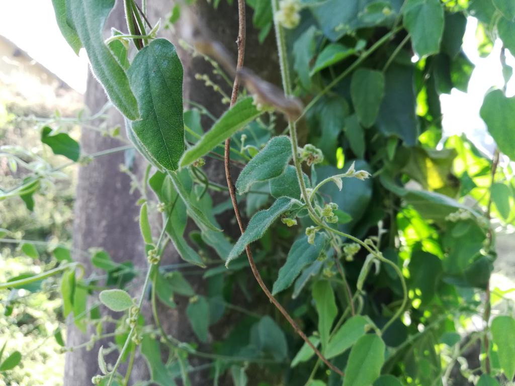 Value in the weed: Profit potential of green and leafy bathua - Vimarsana News