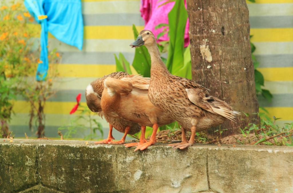 Bird flu scare in Kerala: What's pushing sudden rise in cases again? - Vimarsana News