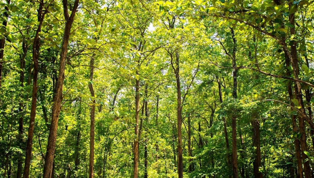 Forest Survey Report 2021 11 states have lost forest cover; 21 have