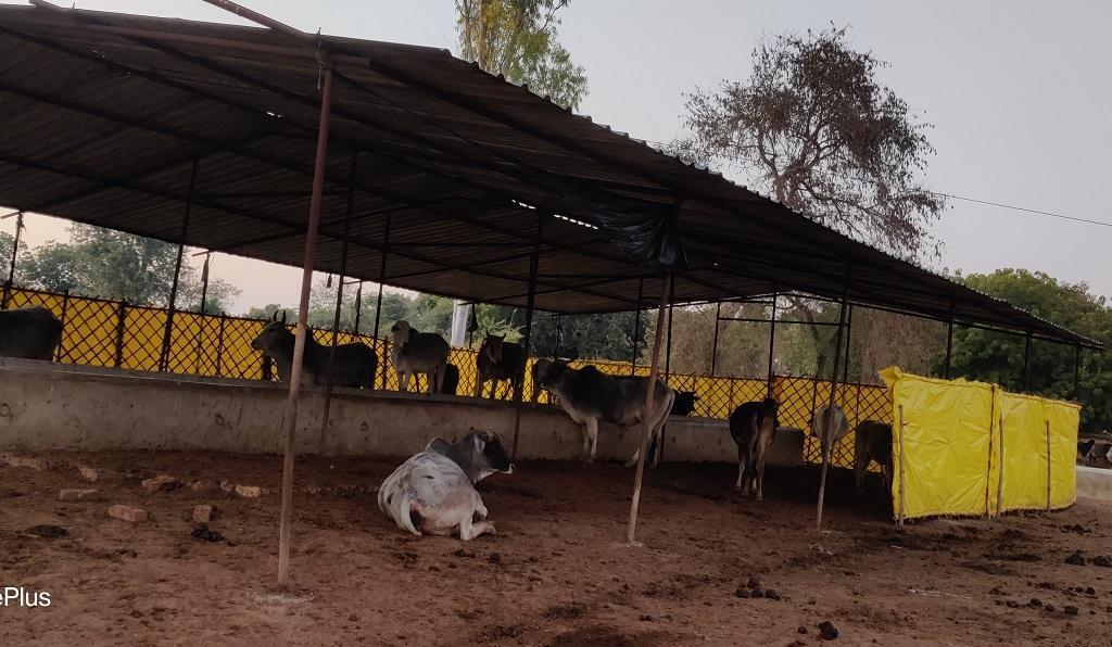 Uttar Pradesh Assembly Elections 2022: Rs 355 crore spent on stray cattle, but problem persists - Vimarsana News