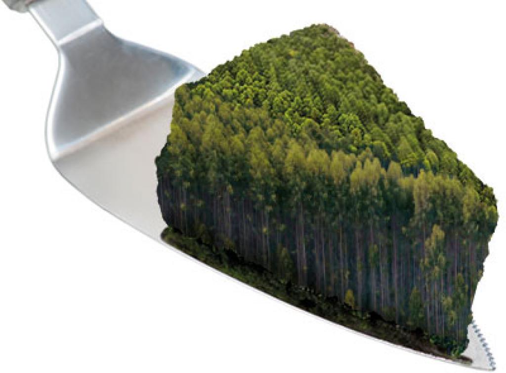 Paper forests: India's missing stretches of green - Vimarsana News