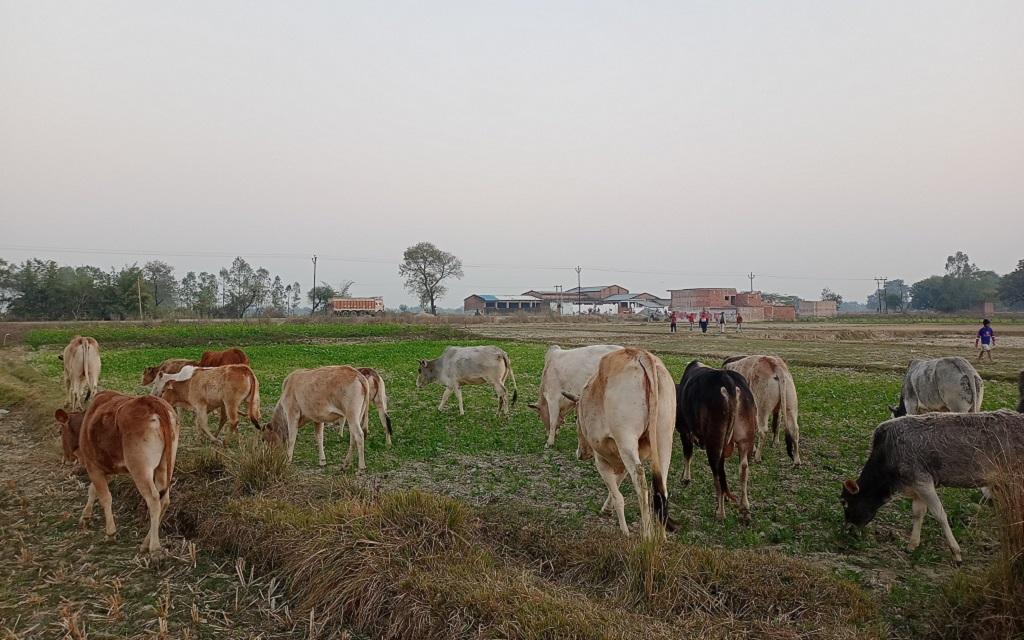 उत्तर प्रदेश में आवारा बेसहारा गाय खेतों में घुसकर फसल बर्बाद कर रही हैं। फोटो: गौरव गुलमोहर उत्तर प्रदेश में आवारा बेसहारा गाय खेतों में घुसकर फसल बर्बाद कर रही हैं। फोटो: गौरव गुलमोहर