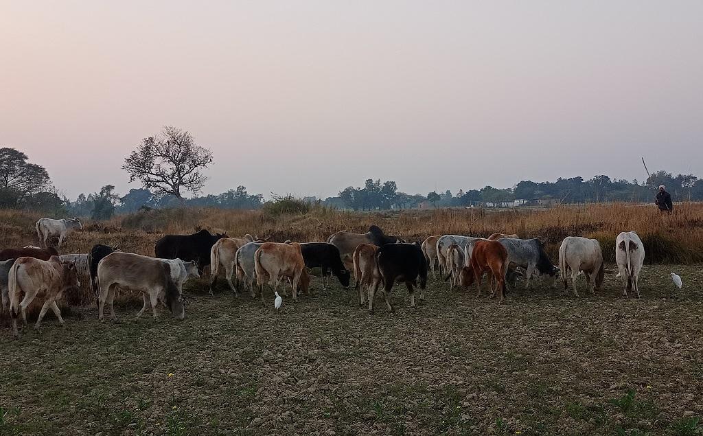 छुट्टा मवेशी उत्तर प्रदेश विधानसभा चुनाव में एक बड़ा मुद्दा बन कर उभरा है। फोटो: गौरव गुलमोहर छुट्टा मवेशी उत्तर प्रदेश विधानसभा चुनाव में एक बड़ा मुद्दा बन कर उभरा है। फोटो: गौरव गुलमोहर