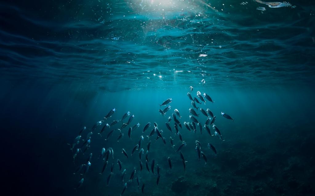 Save the seas: African countries appeal funding for oceans at UNEA5 as calls for action grow - Vimarsana News