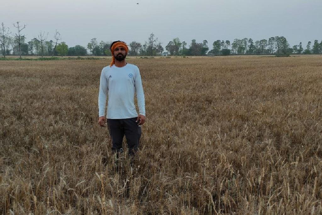 मार्च में पड़ी तेज गर्मी की वजह से हरियाणा में गेहूं के उत्पादन पर बड़ा असर पड़ा है। फोटो: मनदीप पूनिया मार्च में पड़ी तेज गर्मी की वजह से हरियाणा में गेहूं के उत्पादन पर बड़ा असर पड़ा है। फोटो: मनदीप पूनिया