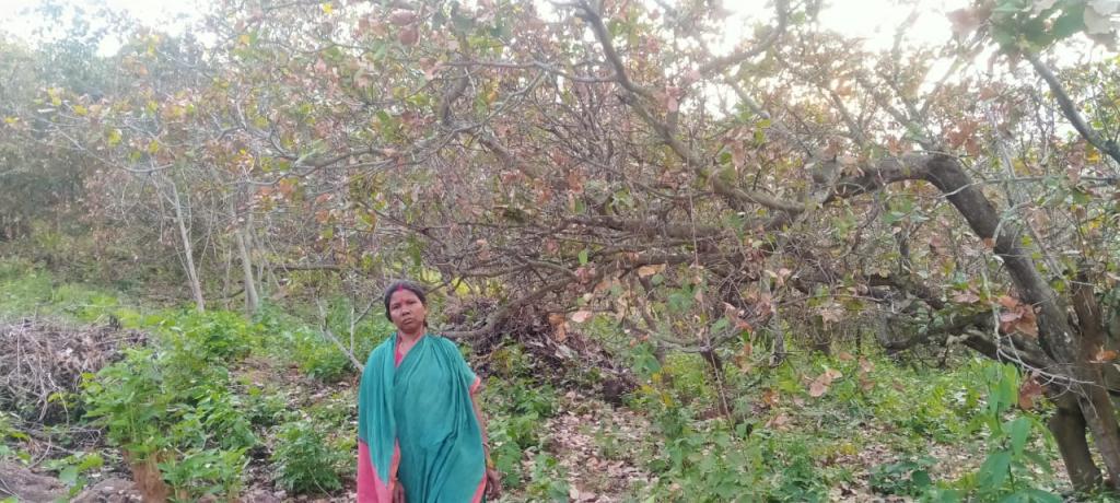 Cashew farmers in Odisha to suffer losses as tea mosquito bug destroys crops - Vimarsana News