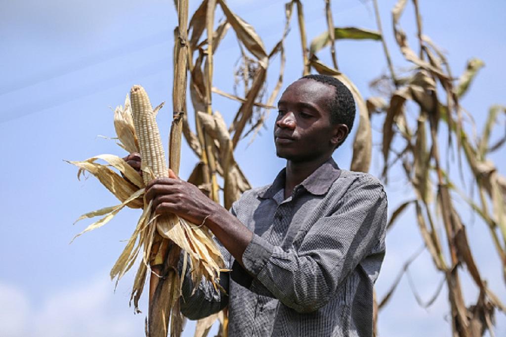 How COVID-19 controls hit farmers in 7 low-income countries, most in Africa - Vimarsana News