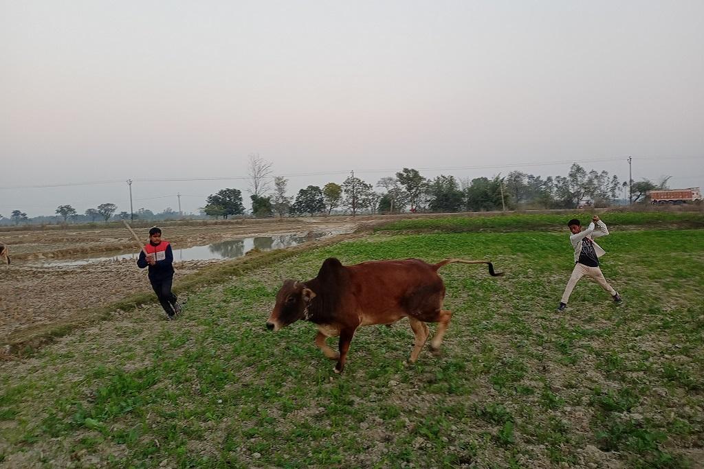 छुट्टा मवेशी किसानों के लिए एक बड़ी चुनौती बनते जा रहे हैं। फोटो: गौरव गुलमोहर छुट्टा मवेशी किसानों के लिए एक बड़ी चुनौती बनते जा रहे हैं। फोटो: गौरव गुलमोहर