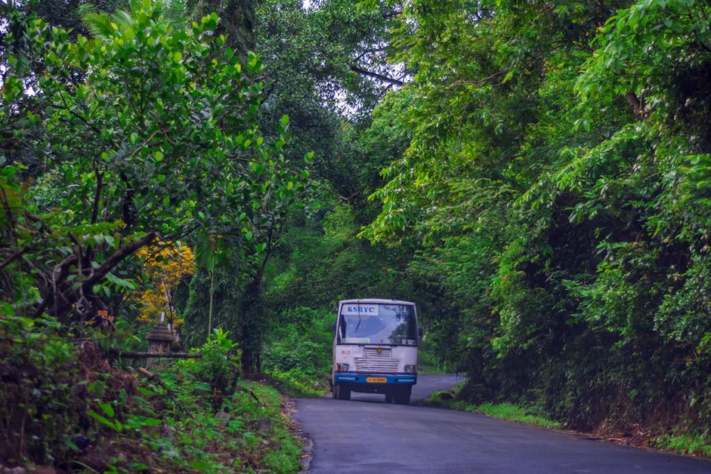 India's forests, soil can store additional 7 billion tonnes of carbon: Study - Vimarsana News