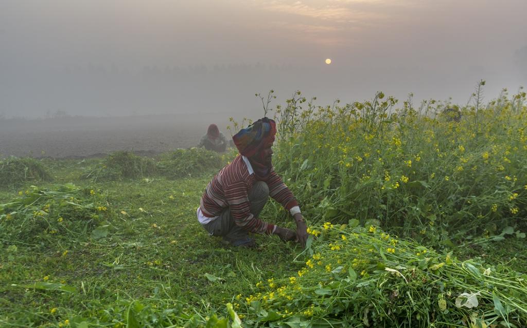 Contract farming is yet to make a mark in Punjab; here is why