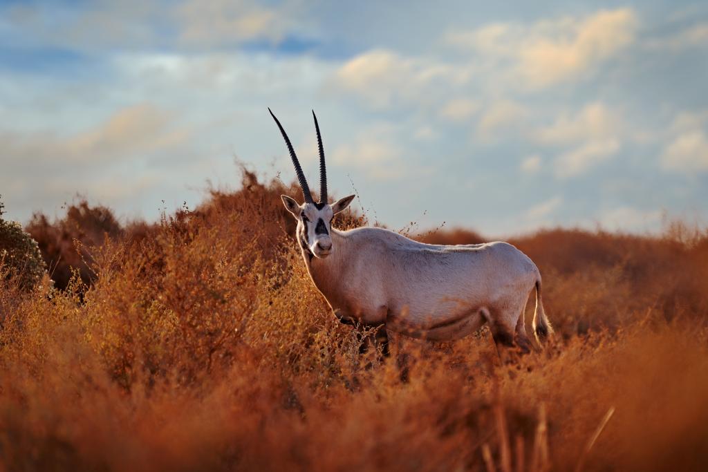 Climate crisis: even temporarily overshooting 2°C would cause permanent damage to Earth's species - Vimarsana News