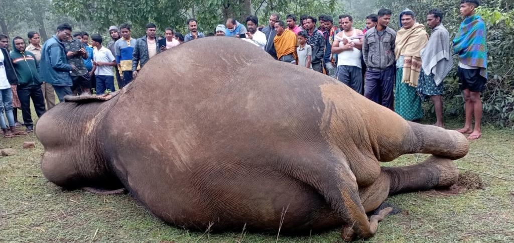 There's a human hand in every tenth elephant death in Odisha - Vimarsana News