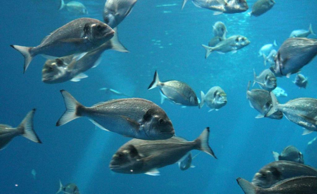 Sustainable use of wild species can meet needs of billions: IPBES 9 report - Vimarsana News