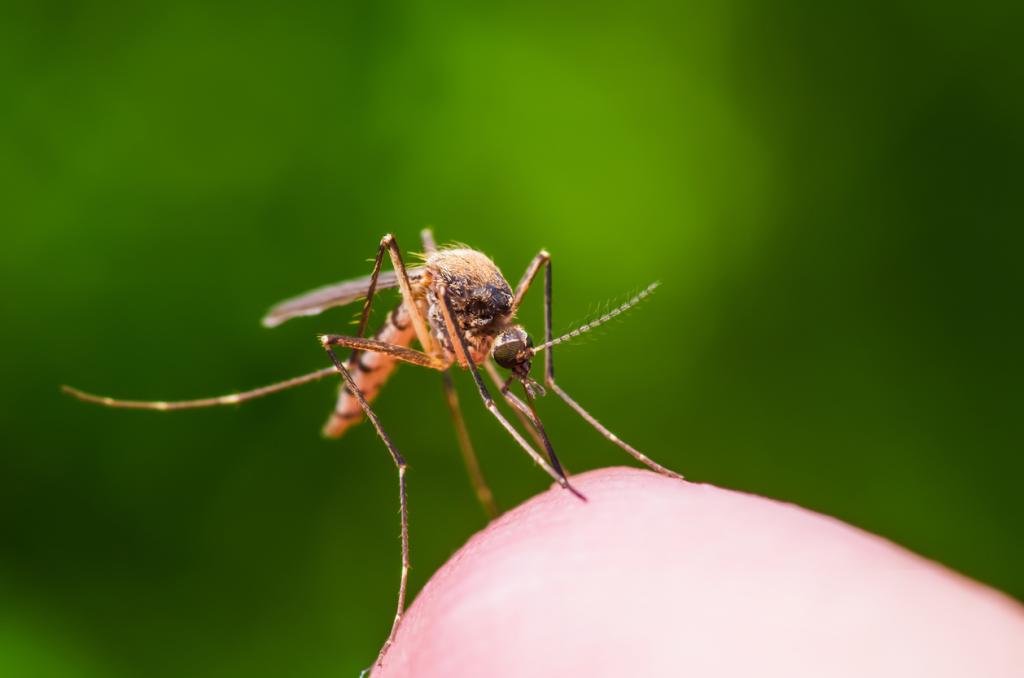 Dengue cases see a rise all over India - Vimarsana News
