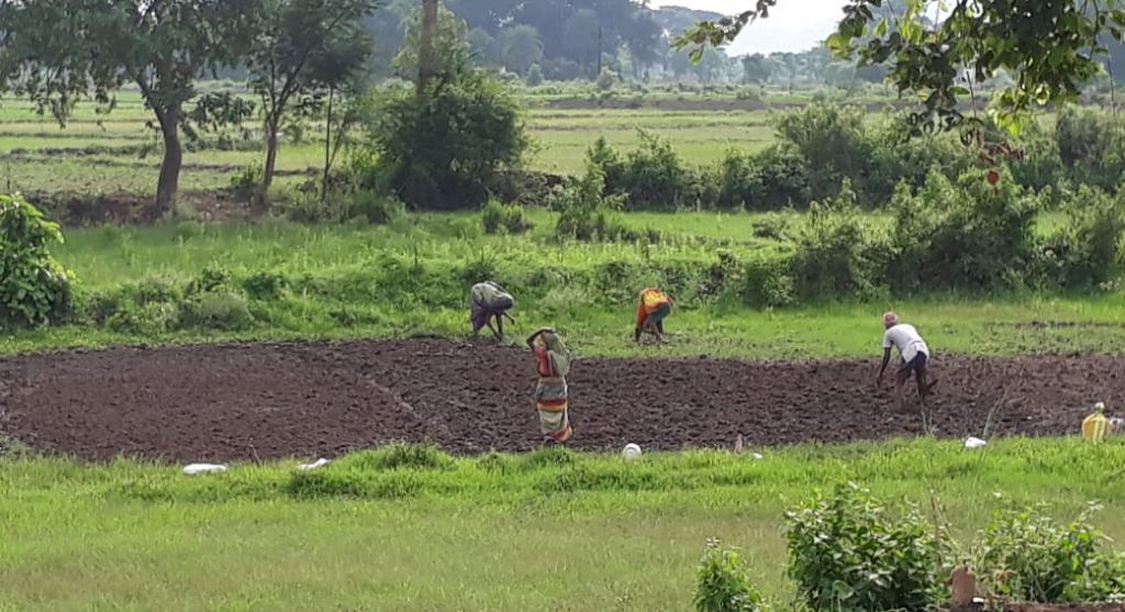 Monsoon 2022: Erratic rains may delay Odisha Kharif crops - Vimarsana News