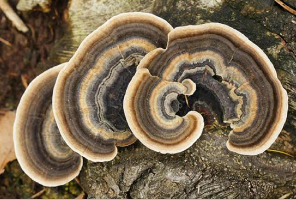 Researchers identify fungus for pyrene remediation - Vimarsana News