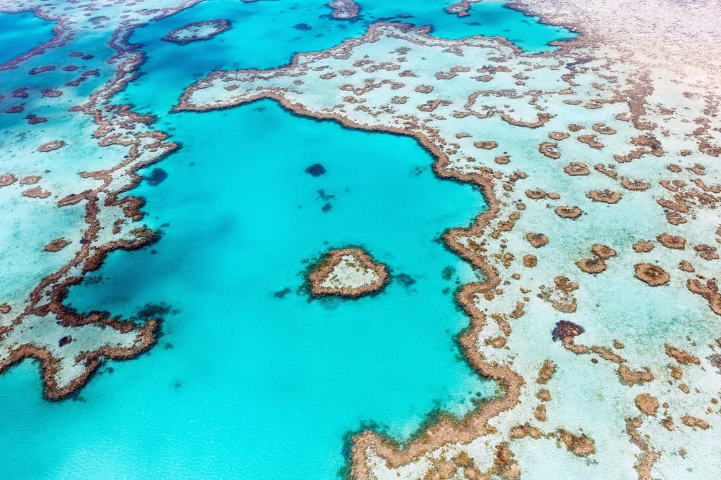 Record coral cover doesn't necessarily mean the Great Barrier Reef is in good health - Vimarsana News