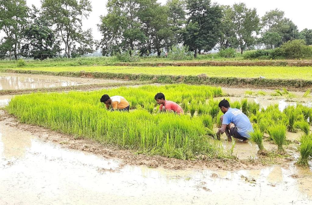 लेट से बारिश के बाद लातेहार के महुआडांड़ के गांव में बिचड़ा उखाड़ते किसान। फोटो: वसीम अख्तर लेट से बारिश के बाद लातेहार के महुआडांड़ के गांव में बिचड़ा उखाड़ते किसान। फोटो: वसीम अख्तर