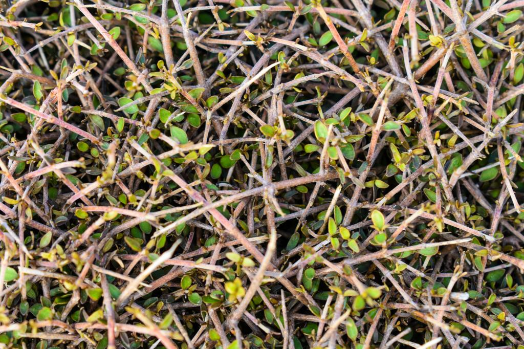 How the Ice Ages spurred the evolution of New Zealand’s weird and wiry