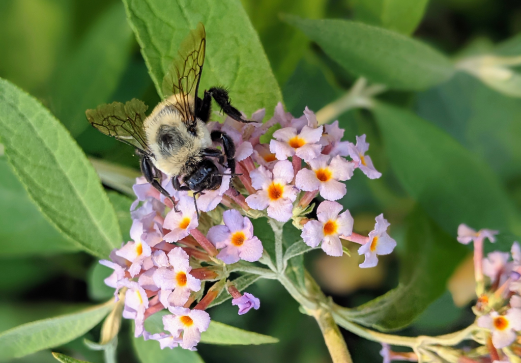 Early to wake is neither healthy nor wise for bumblebees